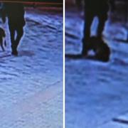 CCTV footage shows a dog being kicked in Tottenham Hale