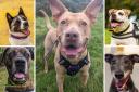 Can you help these five dogs find a new home?