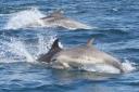 Bottlenose dolphins in the English Channel (Marine Discovery/University of Plymouth)