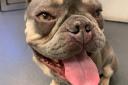 Jay Mayor-Carty of Hedge Lane, Palmers Green, was found guilty of physically abising French bulldog Kobe