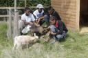 Pupils get goats for new school term