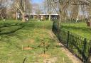 An image of the newly-planted trees (Credit Friends of Finsbury Park)