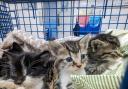 Only five of eight kittens survived after being dumped in a Sports Direct bag and abandoned