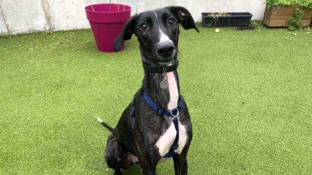 Enfield Independent: Battersea has loads of dogs looking for new homes. (Battersea)