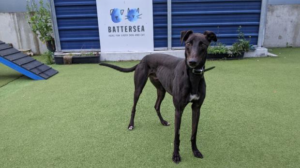 Enfield Independent: Battersea has loads of dogs looking for new homes. (Battersea)