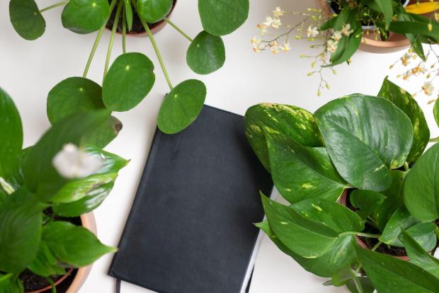 Enfield Independent: A black notebook surrounded by indoor plants. Credit: PA