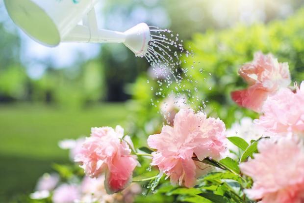 Enfield Independent: A watering can watering some pink flowers. Credit: Canva