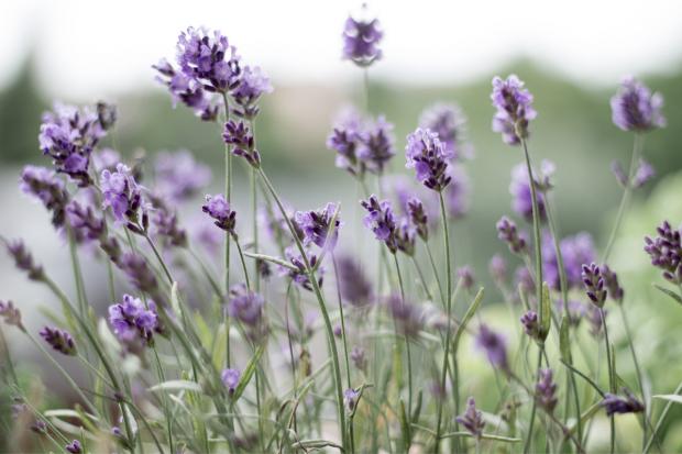 Enfield Independent: Lavender field. Credit: Canva