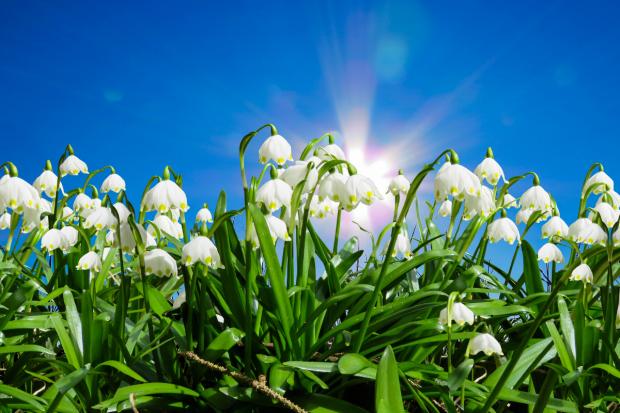 Enfield Independent: Snowdrops. Credit: Canva