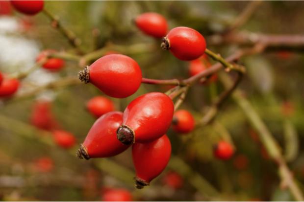 Enfield Independent: Rosehip (Canva)