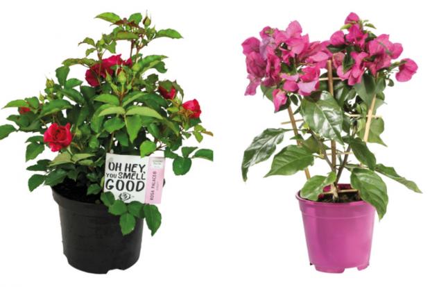 Enfield Independent: (left) Garden Rose and (right) Bougainvillea (Lidl/Canva)