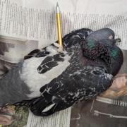 pigeon found impaled by a crossbow bolt