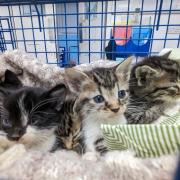 Only five of eight kittens survived after being dumped in a Sports Direct bag and abandoned