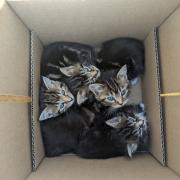 The four kittens - now named Loretta, Nancy, Marlowe and Bernadette - were found abandoned on April 13