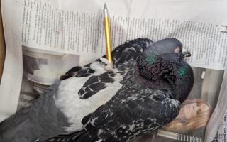 pigeon found impaled by a crossbow bolt