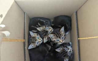 The four kittens - now named Loretta, Nancy, Marlowe and Bernadette - were found abandoned on April 13