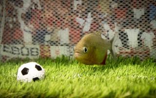 Pele the piranha has been predicting the outcomes of this year's World Cup matches